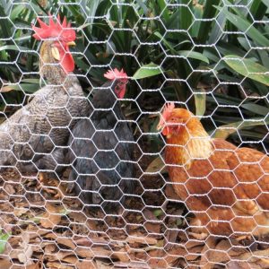 Malla gallinero ojo 1 1/4 x 1,80 alto x 36mts